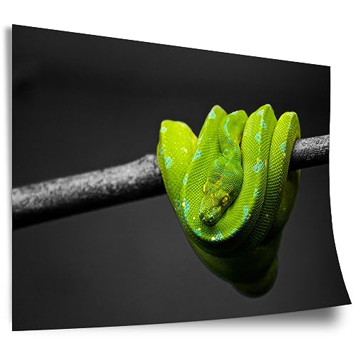 Printistico Serpent vert dans la jungle Poster, noir et blanc, noir et blanc, photographie, impression d’art non encadrée, murale - A4, A3, A2, A1, A0, XXL