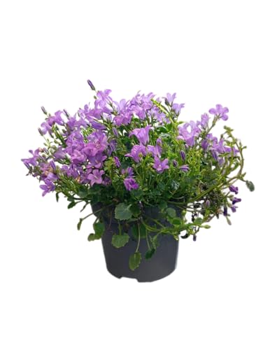 Campanilla Natural en Maceta Arbusto Floral con Flores de Gran Durabilidad