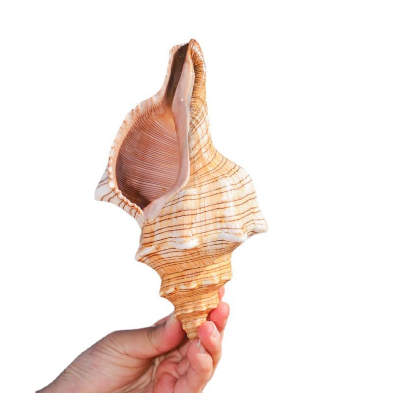 Smashed Conch Conch Soc