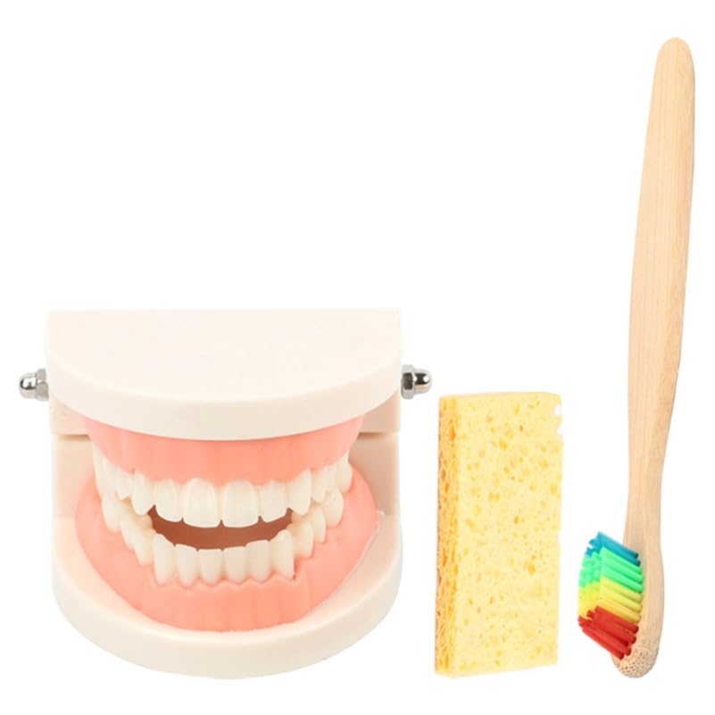Garneck Modèle De Dents Standard Avec Brosse À Dents Kit Éducatif Brossage Dent Pour Enfants Modèle Dentaire Pédagogique Pour Apprentissage De L’Hygiène Bucco-Dentaire Et Coordination Œil-Main