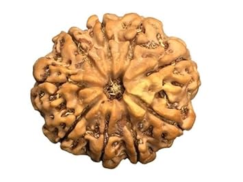 QUEEN-GEMS 9 Mukhi Rudraksha Original Certified 9 No Mukhi Rudraksh Durga MATA Rudraksha Nine Faced Rudraksh for Wearing Purpose
