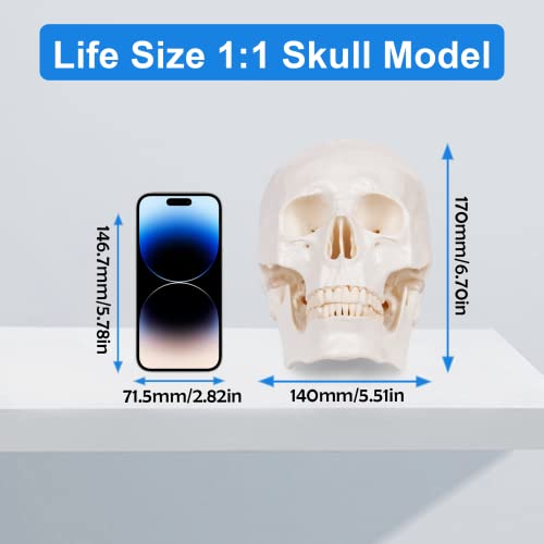 Image of breesky Anatomy Skull Model of Medical: 3-Parts Removable Anatomy Skull Model - Mini Human Skull Anatomical Model for Medical Research.