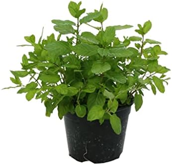 Menta 6 piante piperita in vaso Ø14 cm.