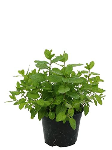 Menta piperita en maceta, diámetro 14 cm, 6 plantas