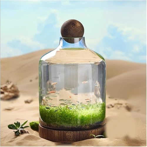 Acquario in vetro – Terrario ecologico auto-circolante con base in legno – ornamento decorativo da scrivania per casa e ufficio