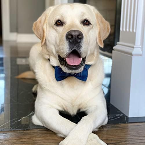 PETDURO Custom Dog Collar Personalized with Name Engraved Gold Metal Buckle for Large Medium Small Boy and Girl Dogs - Dog Leash and Bow Tie Set Available - Soft Comfy Velvet (Dark Blue, S) - 5