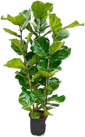 Arbusto Ficus Lyrata - 140-150cm - Ø27cm - Planta de interior - H...