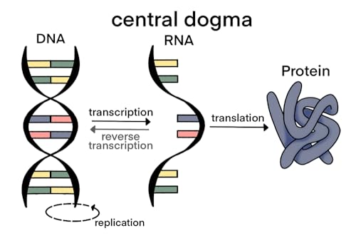 Vaccines and Translation