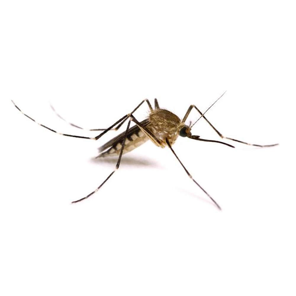 Flortis Alt Larve Mosquitos Tablet. 16 bloques solubles antimosquitos. Antimosquitos de jardín y alcantarillas, platillos, agua estancada, huertos. Larvicida mosquitos. Producto antimosquitos.