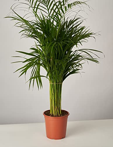 Easy Care - Excellent air Purifying House Office Plant - Areca Palm - Dypsis lutescens - Indoor Potted houseplant, Easy to Care for Live Plant 60-90cm Tall