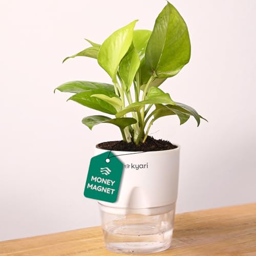 Image of KYARI Golden Money Indoor Plants for Living Room | Live Plants | Plants with White Self Watering Pot for Home | Air purifier plants | Plants for Home Decor | Plants for Garden & bedroom