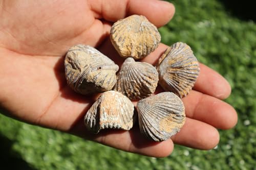 Image of Amazing Marine Fossil Collection: 4 Fossilized Sea Urchins and 6 Authentic Brachiopods, Perfect for Collectors and Natural Decor A177