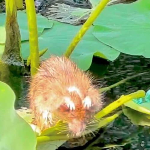 Our Rats Are Chilling on Lily Pads While Our Billionaires Are Freaking Out cover art