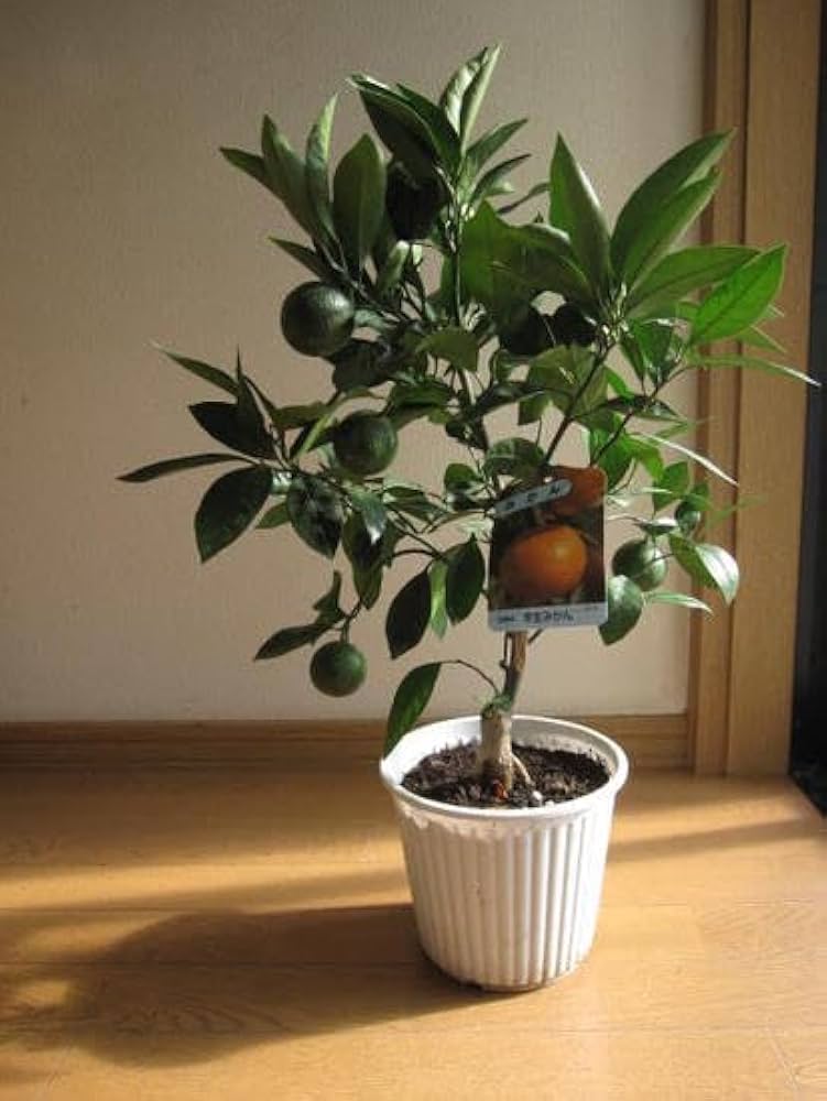 宮川早生蜜柑苗木 果樹 実が沢山付き 鉢ごと発送 宮川早生蜜柑苗木 果樹 実が沢山付き 鉢ごと発送 楽天市場】2025年