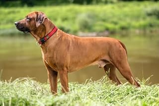 Collare Neopren Vario Plus 30-35 cm, 20 mmNylon rosso/Neopren nero