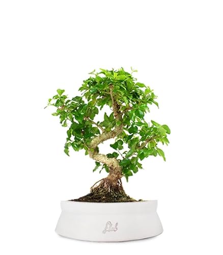 Ligustro Bonsai Altezza 40 cm, Pianta Vera, Pianta da Interno e Esterno - Vaso Artigianale in Terracotta - Bianco Space
