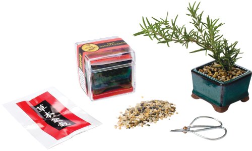 Mini Bonsai Garden - Thumbnail 2