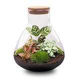 urbanjngl Sam XL Red terrarium lumineux DIY de 32 cm de haut photo 3