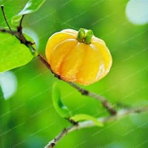 Bloom Green Co. Surinaamse kers Bonsai Pitanga Frutta Bonsai brasiliano Cherry Red pianta RARA per la frutta si dirigono il giardino organici Bonsai 10pz: 1