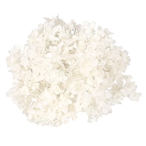 How to dry out hydrangea flowers How to dry out hydrangea flowers