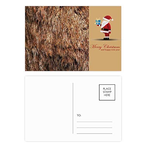 Cartes postales plume d'ours pour décorer votre bureau ou correspondre