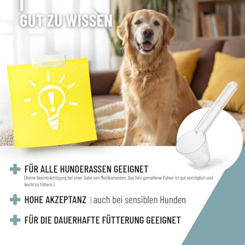 ReaVET Senior Complete Pulver für ältere Hunde, Seniorenhunde – zur Unterstützung von Gedächtnis- & Herzfunktion, mit Grünlippmuschel & Taurin für Beweglichkeit & Vitalität im Alter I 250g