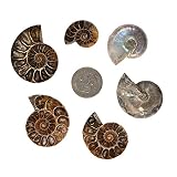 100 Grams Natural Ammonite Slice Spiral Snail Fossils For Jewelry Making Rock Collection Madagascar