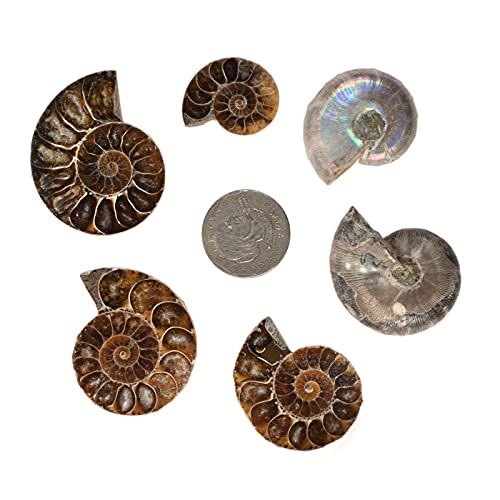 100 Grams Natural Ammonite Slice Spiral Snail Fossils For Jewelry Making Rock Collection Madagascar
