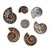 100 Grams Natural Ammonite Slice Spiral Snail Fossils For Jewelry Making Rock Collection Madagascar