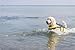 TRIXIE Hunde-Schwimmweste L: 55 cm (bis 36 kg) neon-gelb – schnell trocknende Rettungsweste Hund mit Rettungsgriff für mehr Sicherheit bei Wasseraktivitäten wie Bootsausflüge & SUB - 30128