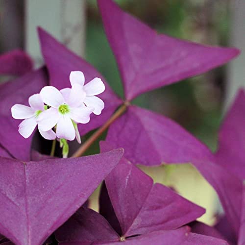 Floriculture Greens Imported Rare Oxalis False Shamrock Aromatic Flower Bulbs Winter Flower Home Pot Land Gardening Blooming Planting (Pack of 1 Mijke Oxalis) (B0BTYGWKYH) Amazon Price History, Amazon Price Tracker