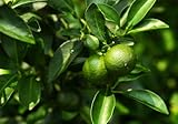 Dwarf Lime Tree Seeds for Planting - 30 Pcs Seeds