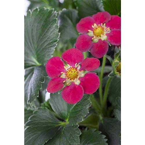 Strawberry 'Fragoo® Toscana' - Fragaria x Ananassa 'Fragoo® Toscana', strawberry plant in pot 11 cm - 11 cm