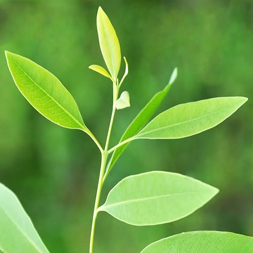 Rare WHITE Sandal Wood Live Plant For Home Planting Pack Of 1 (B0CV6WWM8G) Amazon Price History, Amazon Price Tracker