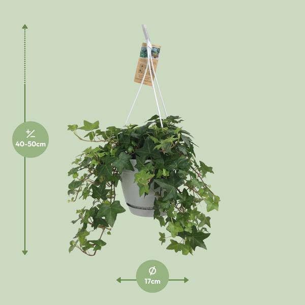 Hedera Helix Grün – Gemeiner Efeu – Zimmerpflanze im Hängetopf – Ø17cm – immergrüne Hänge – und Kletterpflanze für Innen – & Außenbereich