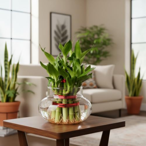PlantsMart Two Layer Lucky Bamboo with Glass Pot - Image 7