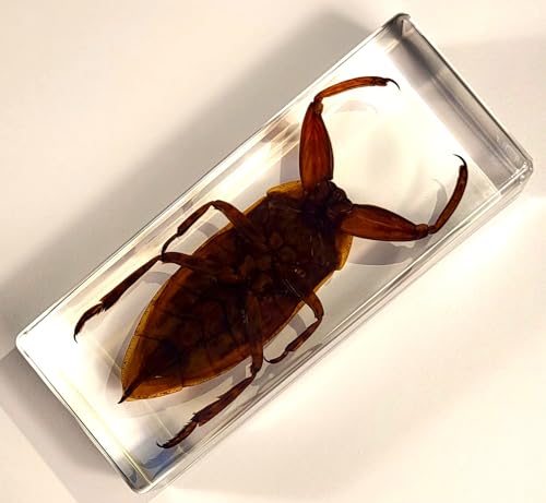 Image of 4.3 inch Giant Asian Water Bug in in Crystal Clear Lucite Resin Paperweight Specimen Preserved Insect Taxidermy Crafts Collection for Biology Science Education & Desk Ornament Display Supplies
