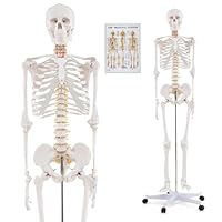 TANGZON Human Skeleton Model, 180cm Life Size Anatomical Skeleton Model with Rolling Stand, Poster and Dust Cover, Human Body Skeleton for Anatomy Class and Educational Training