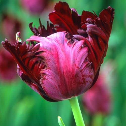 Tulip Bulbs for Fall Planting, 20 Black Parrot Tulip Bulbs