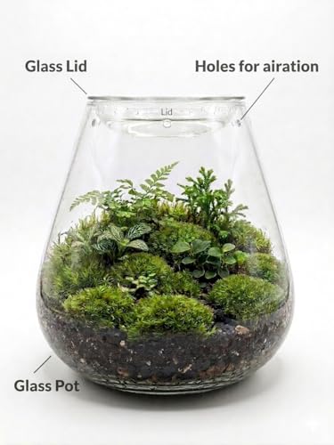 Image of HEIWA India - Handmade Terrarium Glass Pot with Lid & Premium Terrarium Soil | Oval Shape | 8 Inch | Pack of 1 | DIY