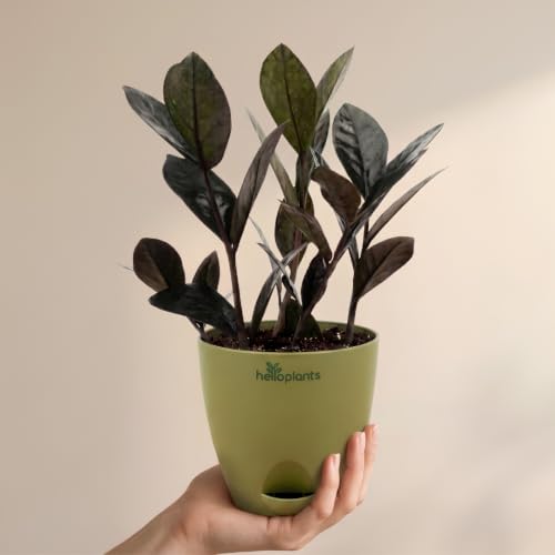 Image of ZZ Black Raven Plant Zamioculcas Zamiifolia Live Indoor Plant Air-Purifying Exotic Dark Foliage for Office and Home in a 4-Inch Self-Watering Matte Green Pot