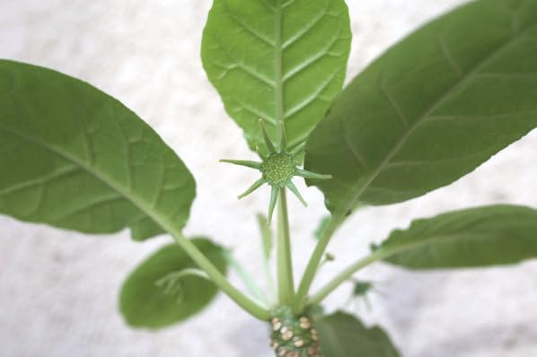 Amazon｜多肉植物 塊根植物 コーデックス ドルステニア フォエチダ 3号