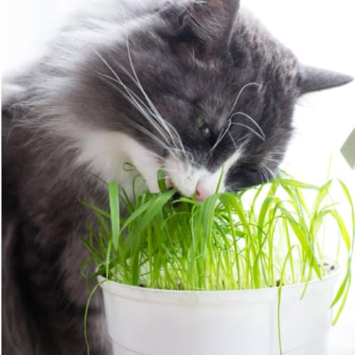 FELTRIN, 2X Sementes de Grama dos Gatos FELTRIN