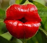 Las Semillas de Flor 10pcs Raras Semillas de Labios Rojo Atractivo Raras Psychotria Elata Flor de los Labios