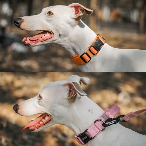 OneTigris Hunde Halsband mit Metallschnalle für Hunde Orange S