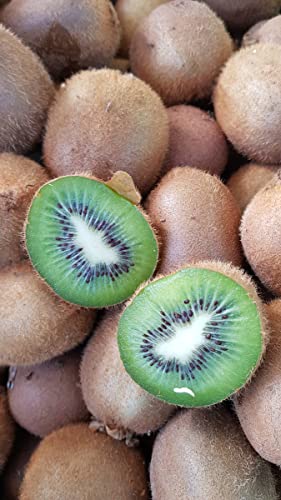 Actinidia deliciosa 'Hayward' / Kiwi 'Hayward' (Femelle) / Godet/Fruitier