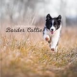 Photo Gallery border collie calendario 2022: calendario 2022 8.5 x8.5 - regalos para familiares y amigas amigos - animales divertidos Photo Gallery border collie calendario 2022: calendario 2022 8.5 x8.5 - regalos para familiares y amigas amigos - animales divertidos