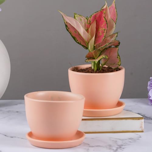 Image of Nurturing Green Set of 2 Modern Blush Pink Ceramic Pots (Plants Not Included) for Home, Indoor Decor & Gifting (Size: Small (4.25 Inch Wide) | Comes with Bottom Plates)