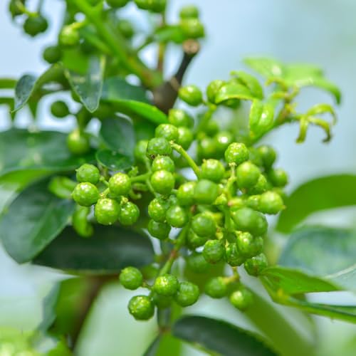 semillas de pimiento resistentes - interior jardín orgánicas 50pcs