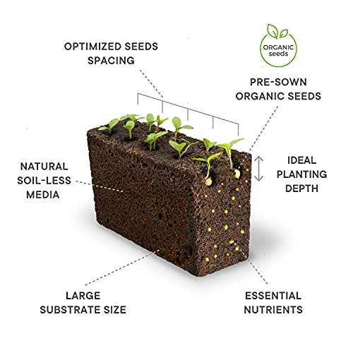 Véritable Vlin-O10-Bas00D Plant Seeds, Thai Basil #TOP1